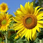 zonnebloem