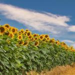 veld met zonnebloemen
